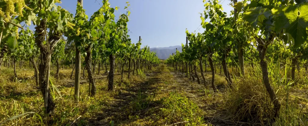 Beautiful Vineyards land of agriculture. The harvest is ready, at the sunset time in Argentina